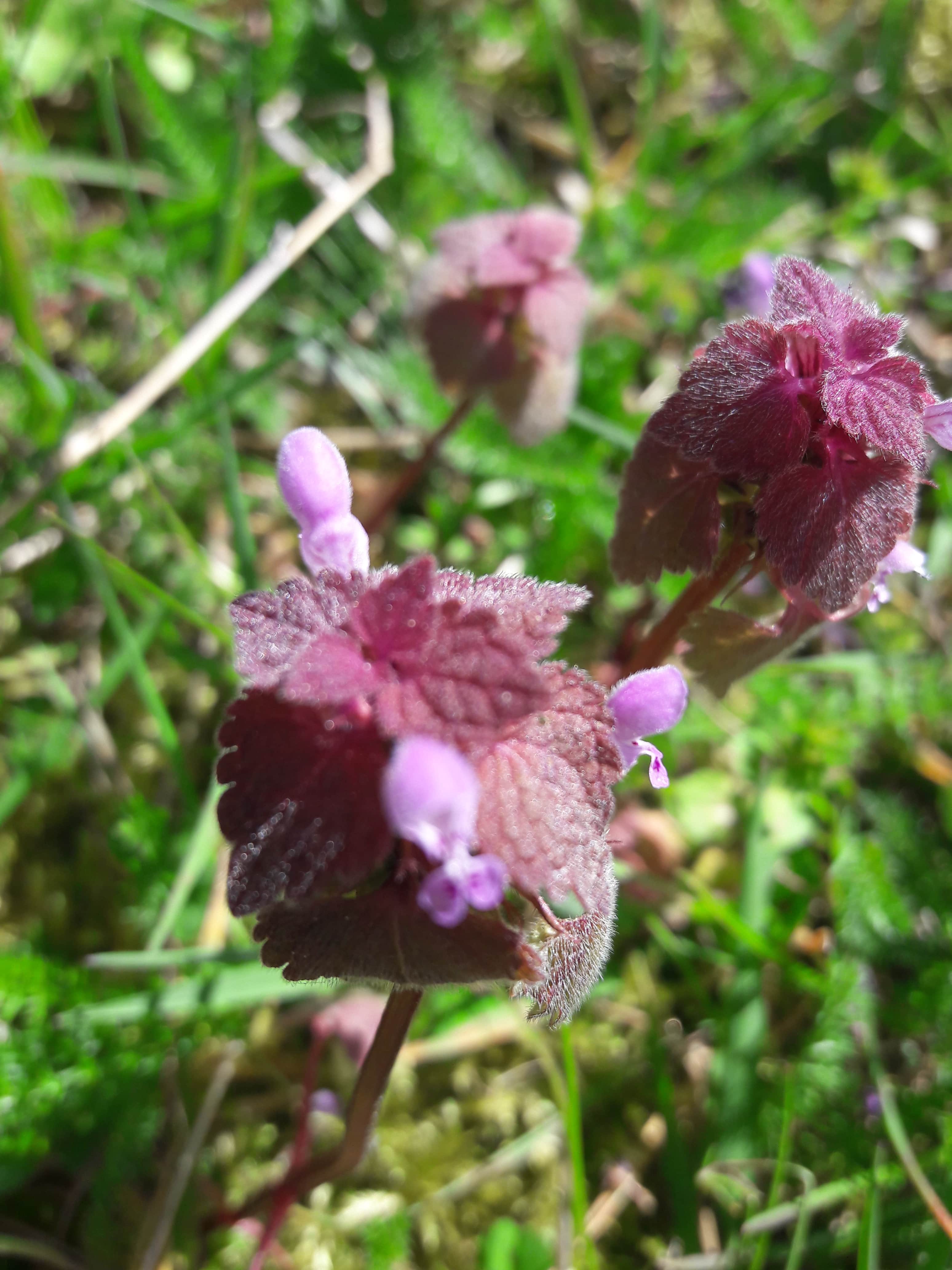 Lamier feuilles et fleurs vue de dessus