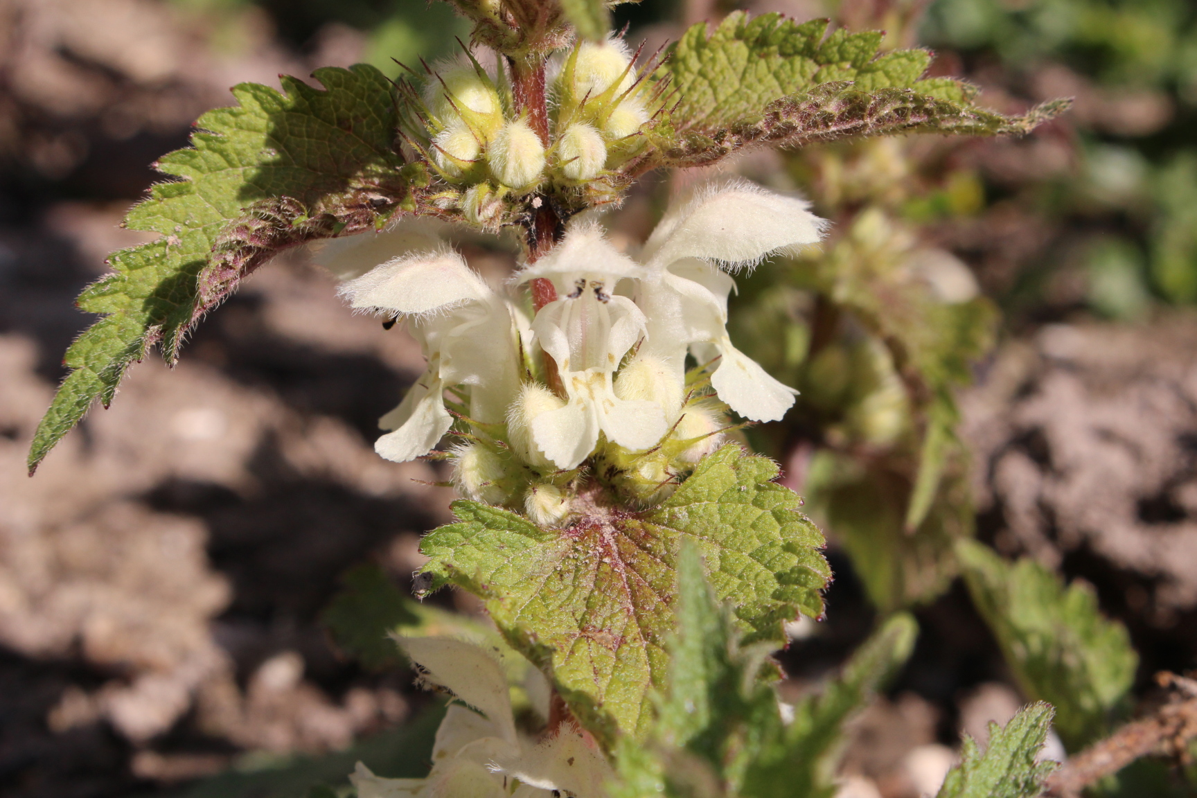 Lamier blanc fleur