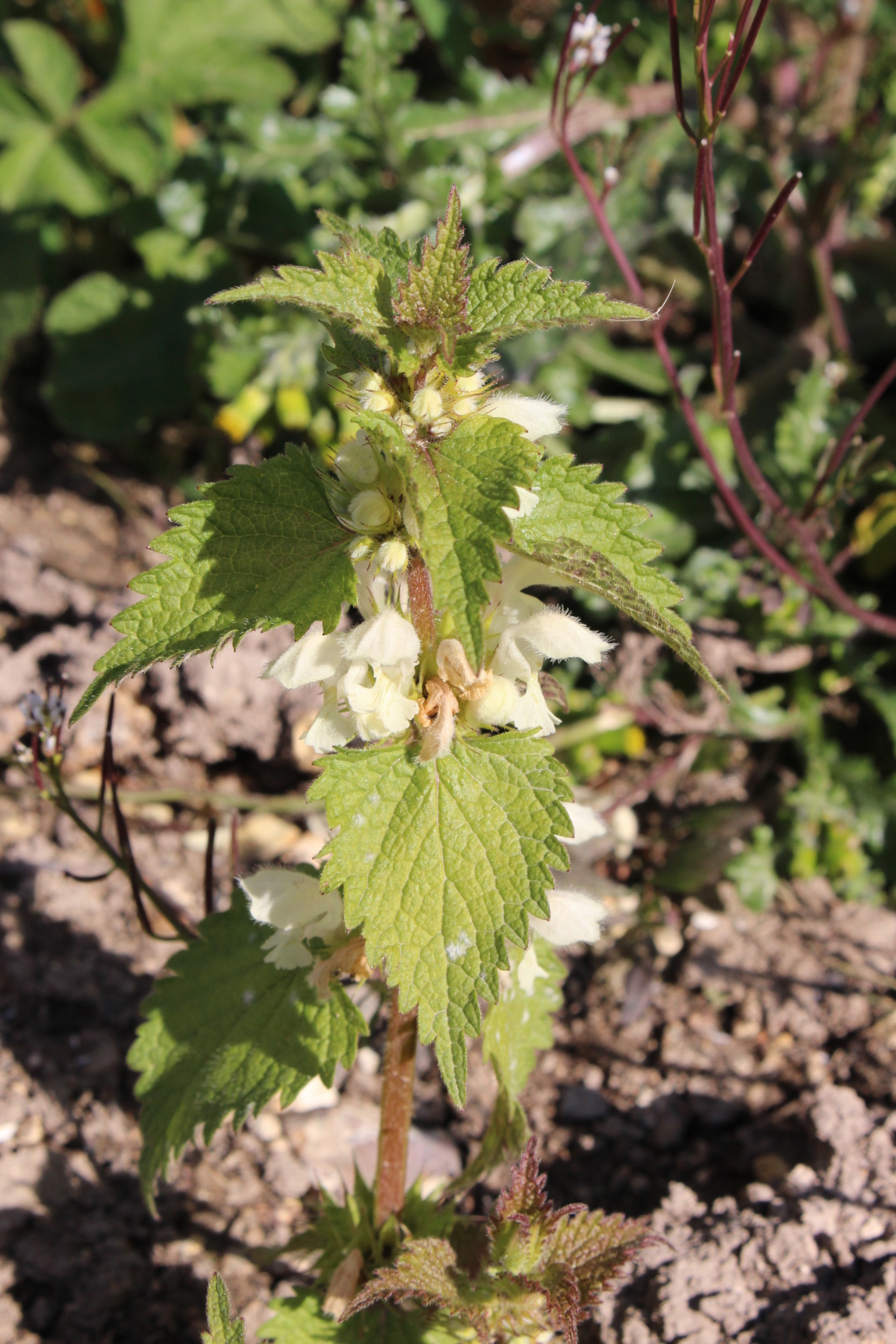 Lamier Blanc de loin