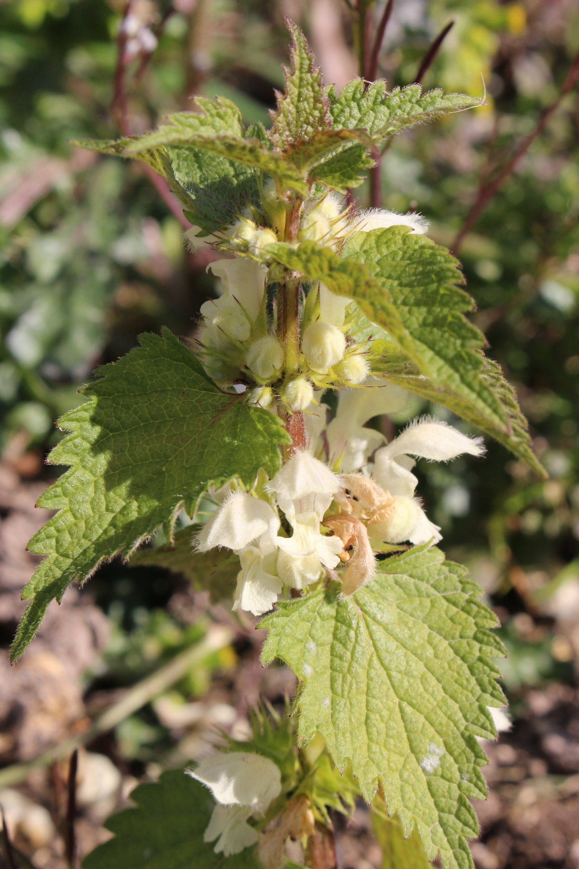 Lamier Blanc de près