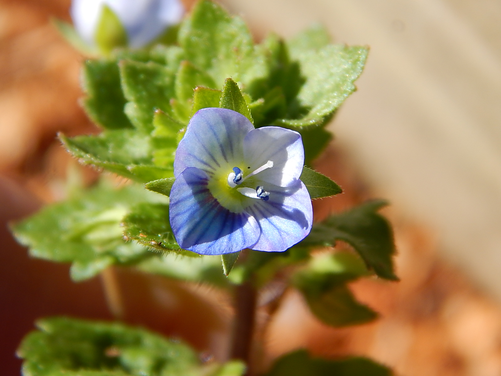 Véronique petit-chêne, fleur