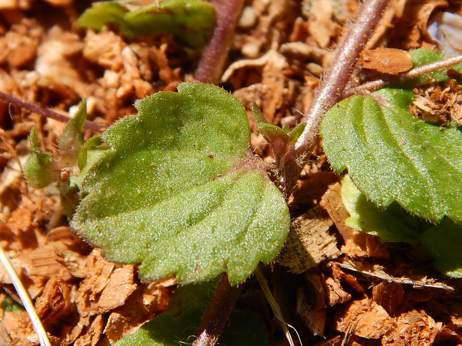 Véronique petit-chêne, feuille