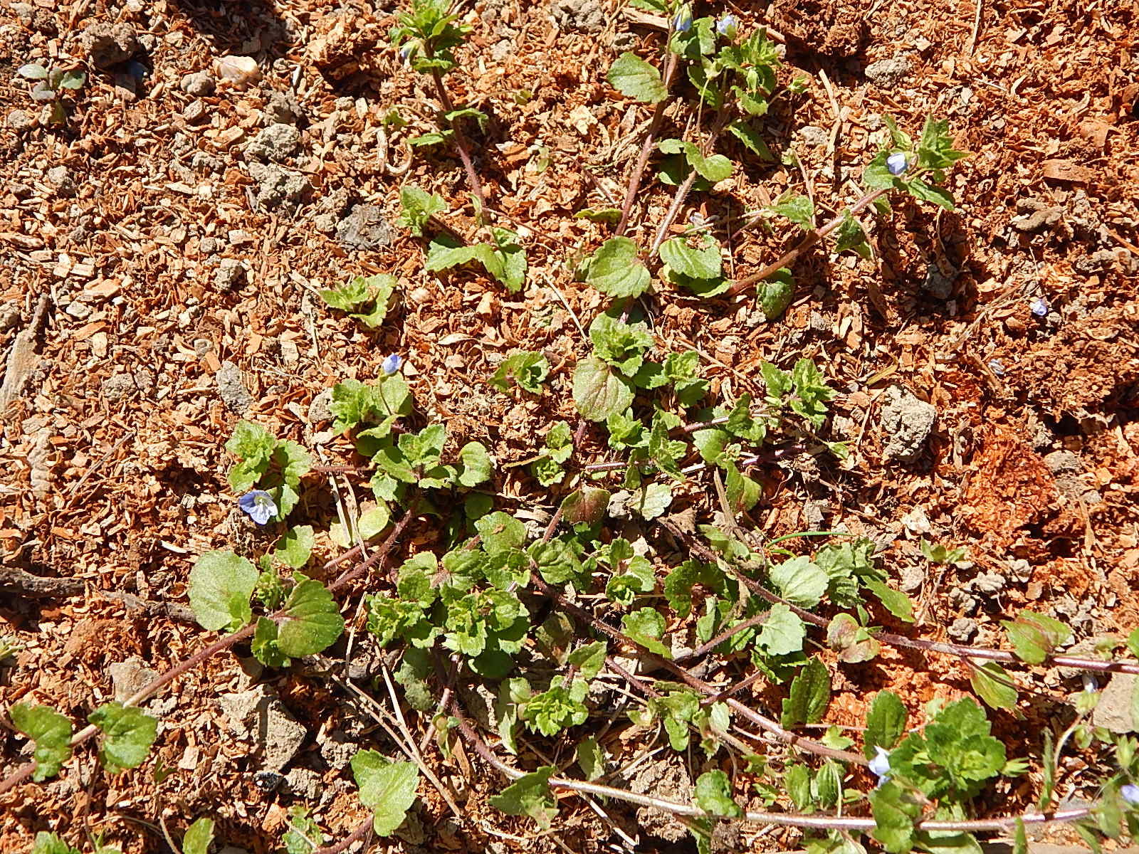 Véronique petit-chêne, vue d'ensemble