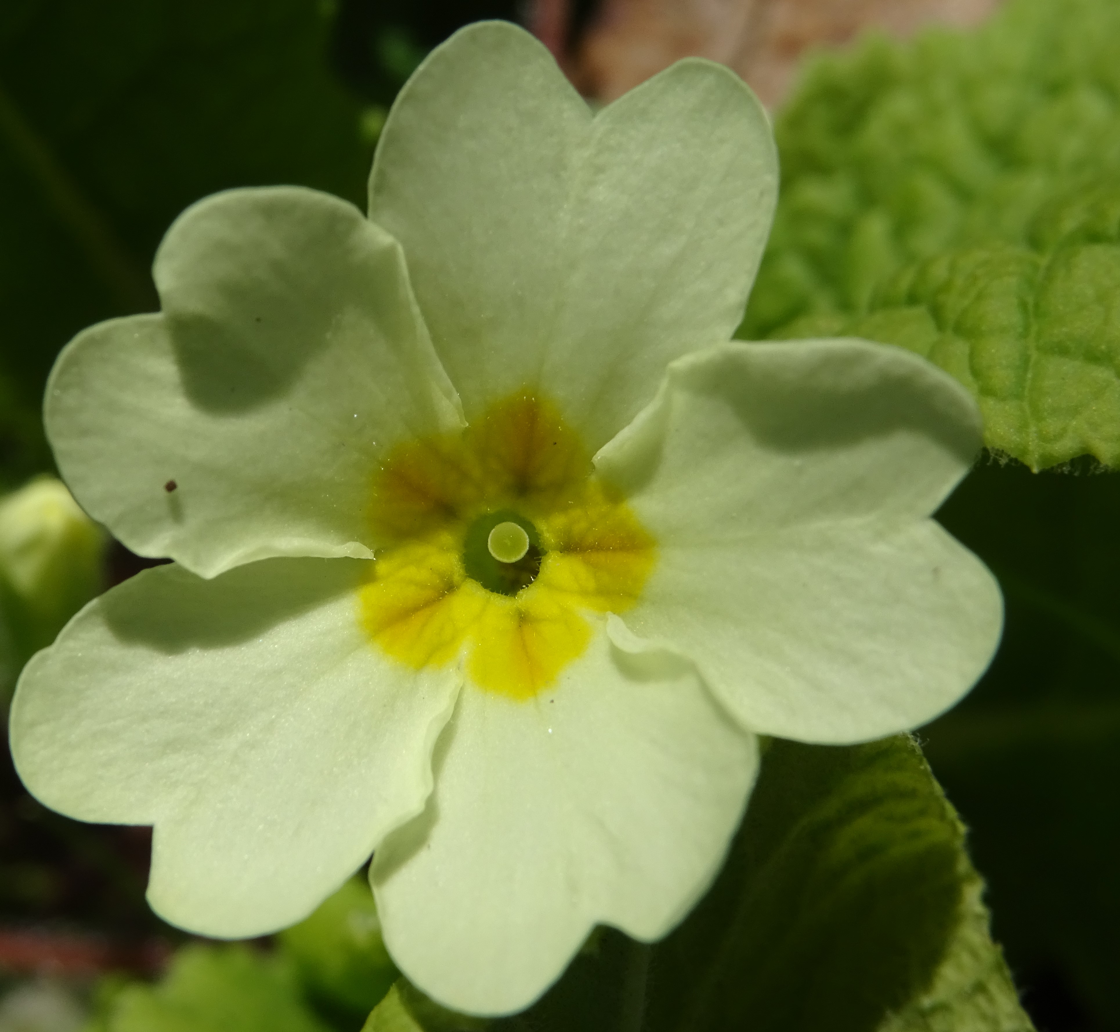 Fleur de primevère commune