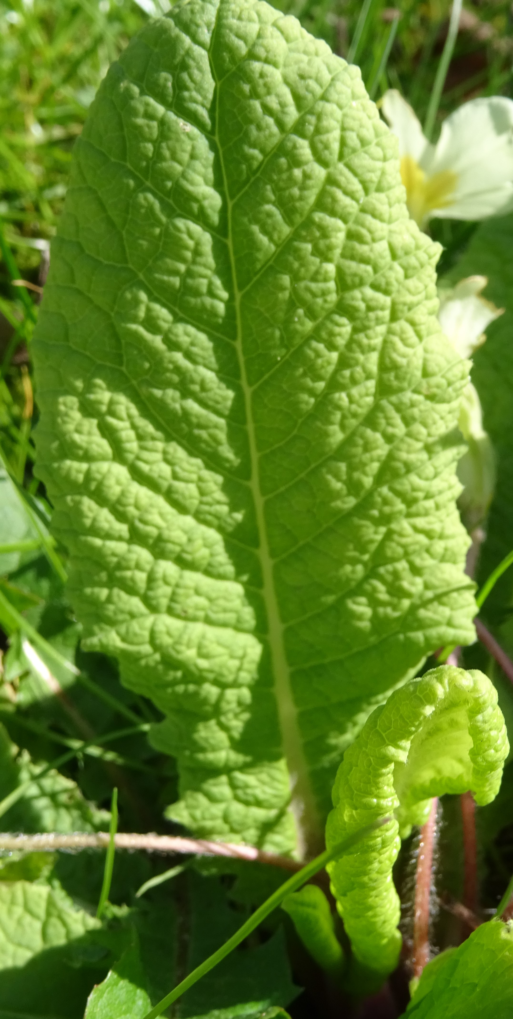 Feuille de primevère