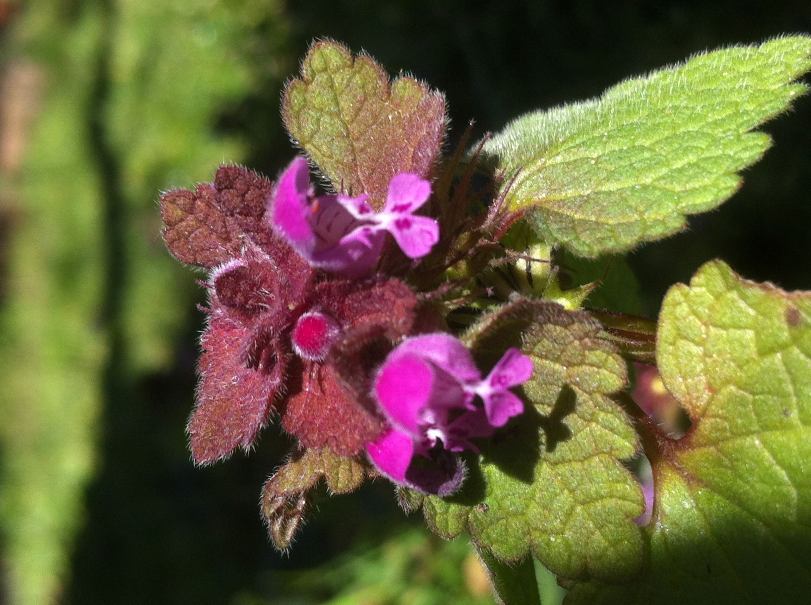 feuilles et fleurs vues du dessus