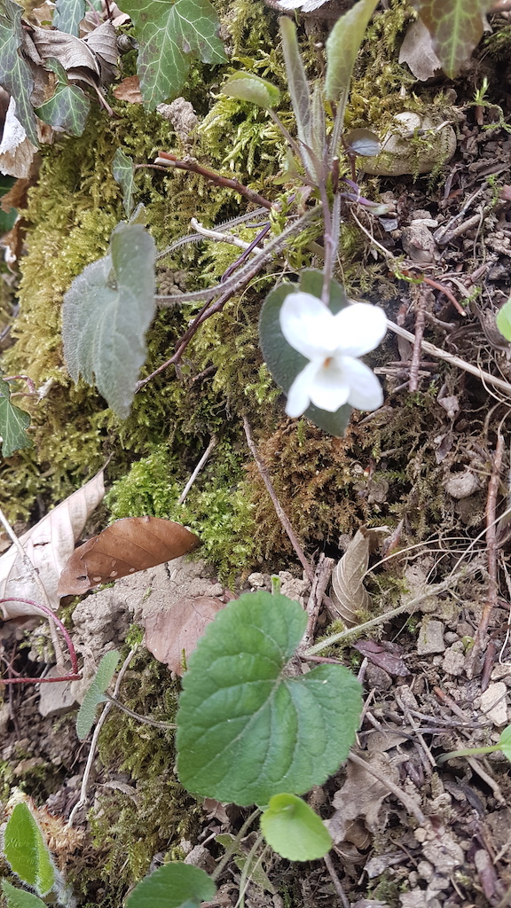 Viola alba plante