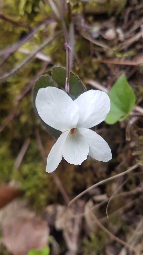 Viola alba