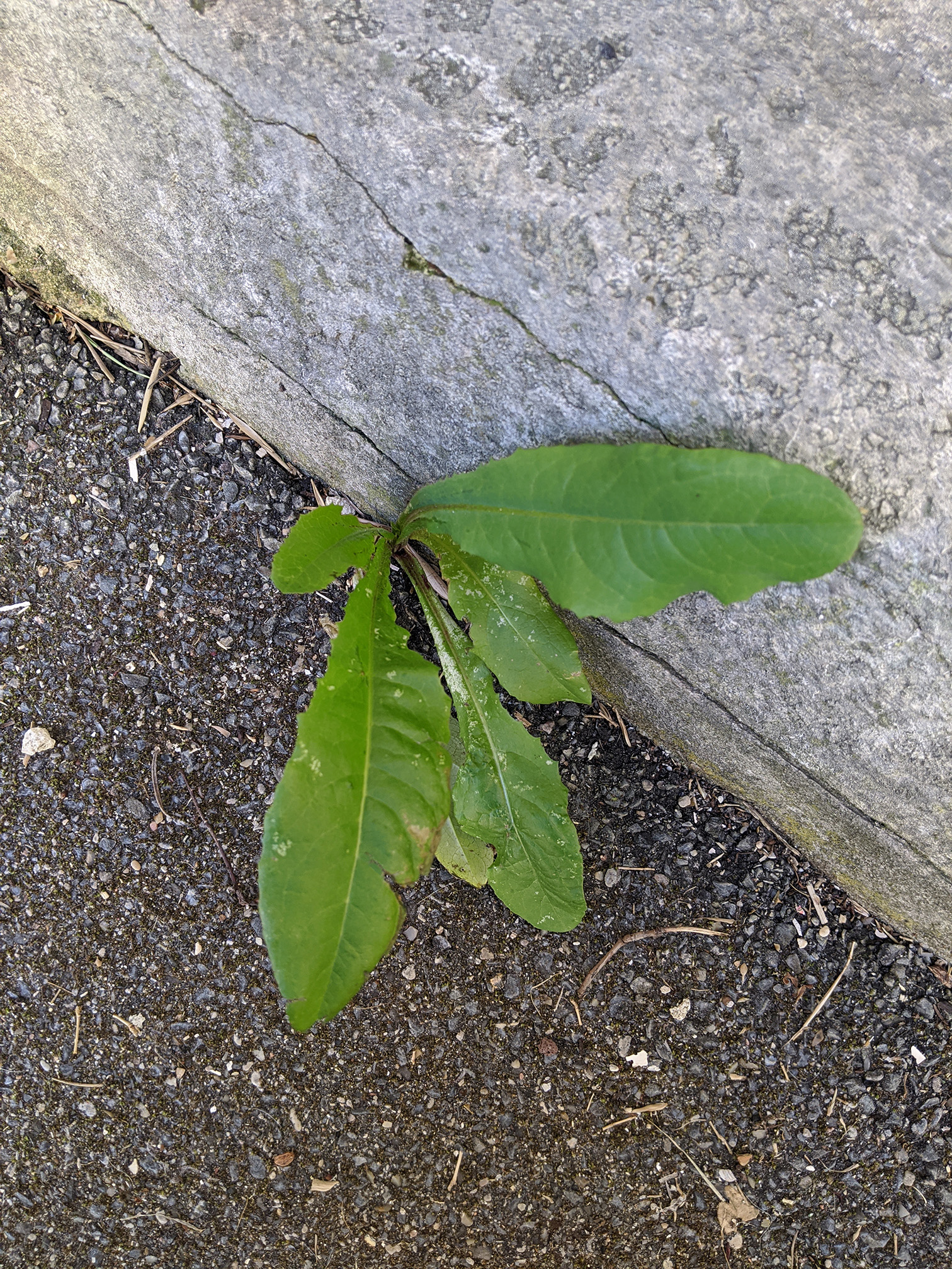 une plante verte, aux feuilles allongées, qui pousse contre un mur en béton