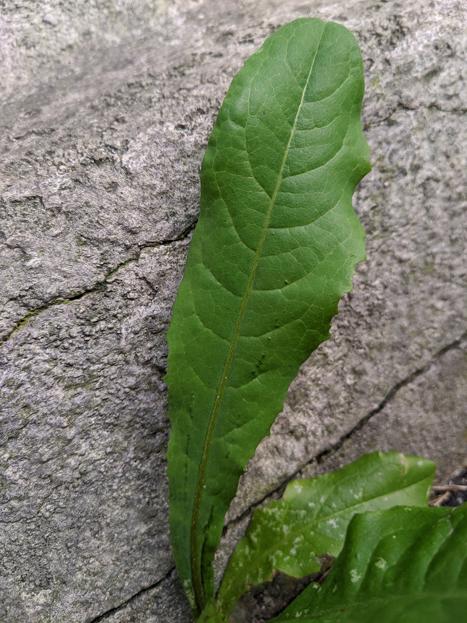 zoom sur une feuille de la plante, arrondie au bout, avec des nervures vert clair