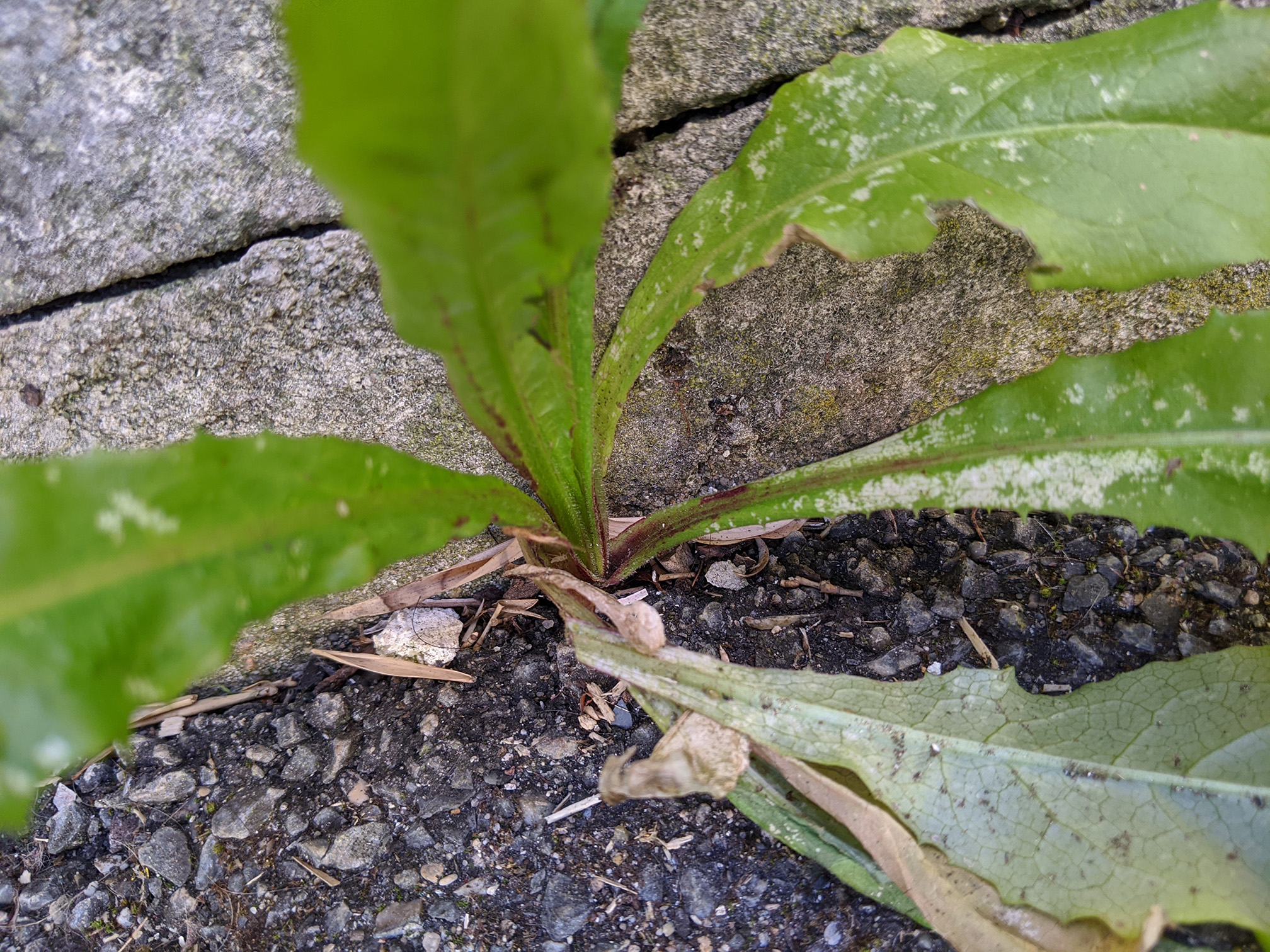 Une photo plus floue du pied de la plante, contre le béton