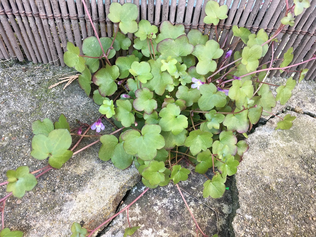 vue générale Linaria Cymbalaria