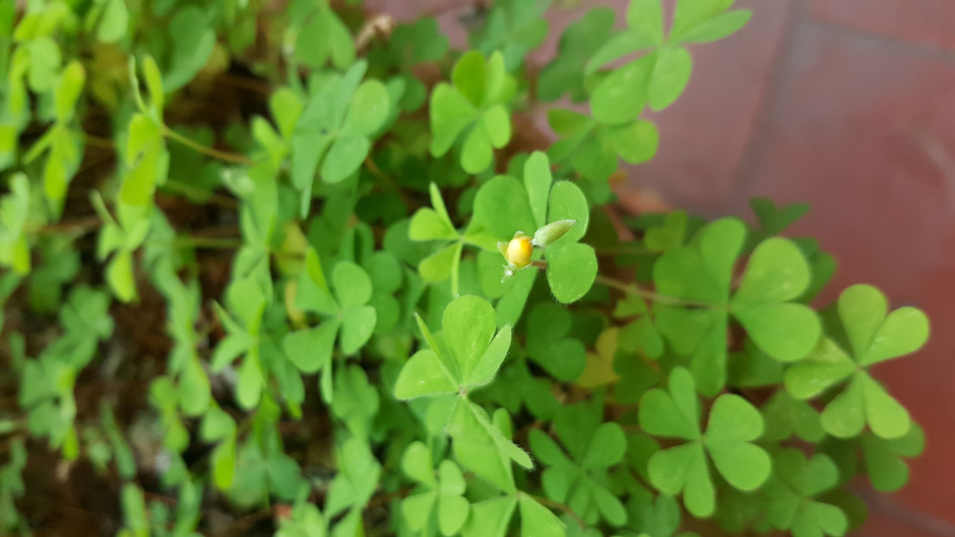 trèfle avec fleur jaune
