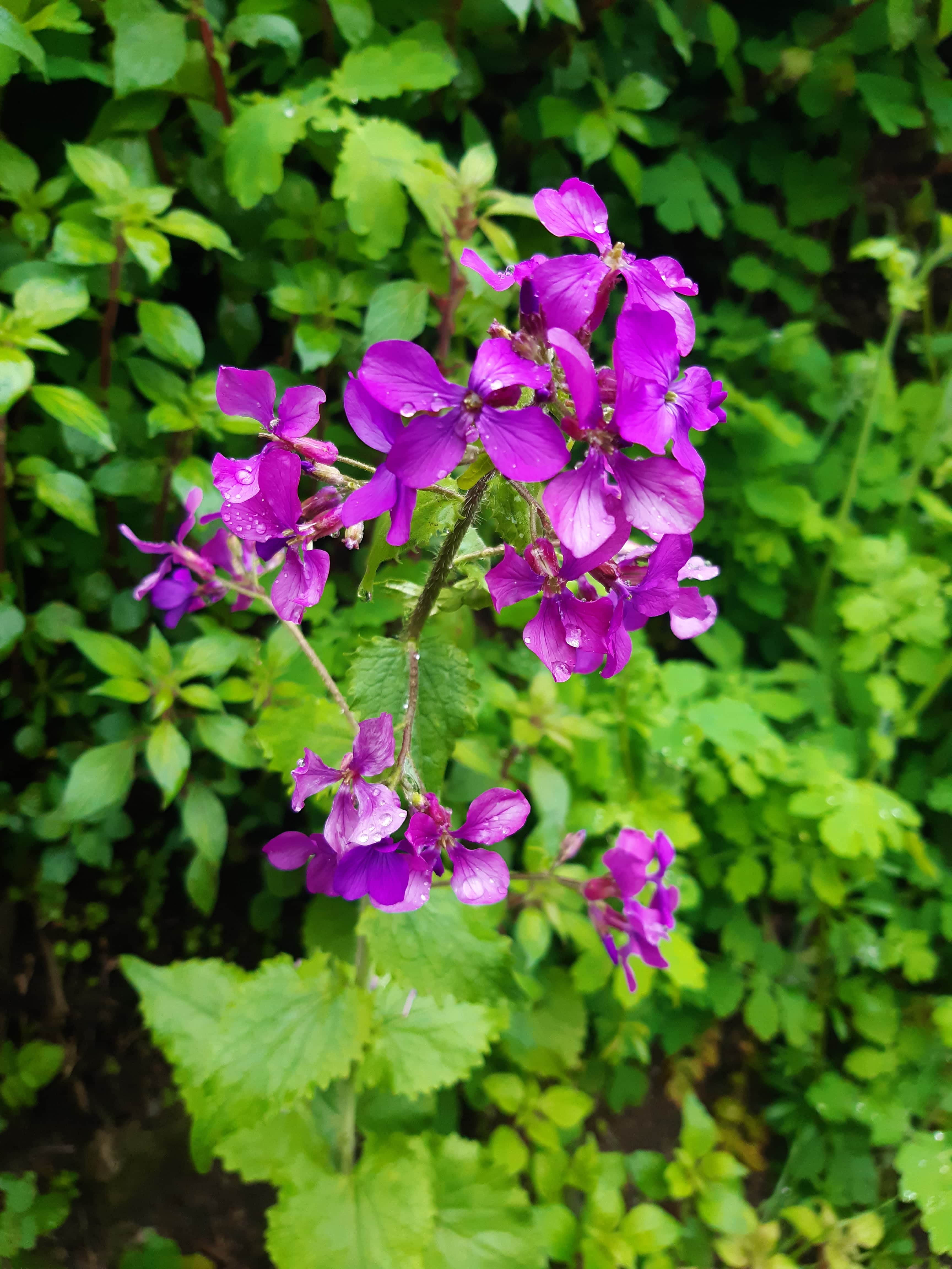 Fleurs mauves de Lunnaria Annua