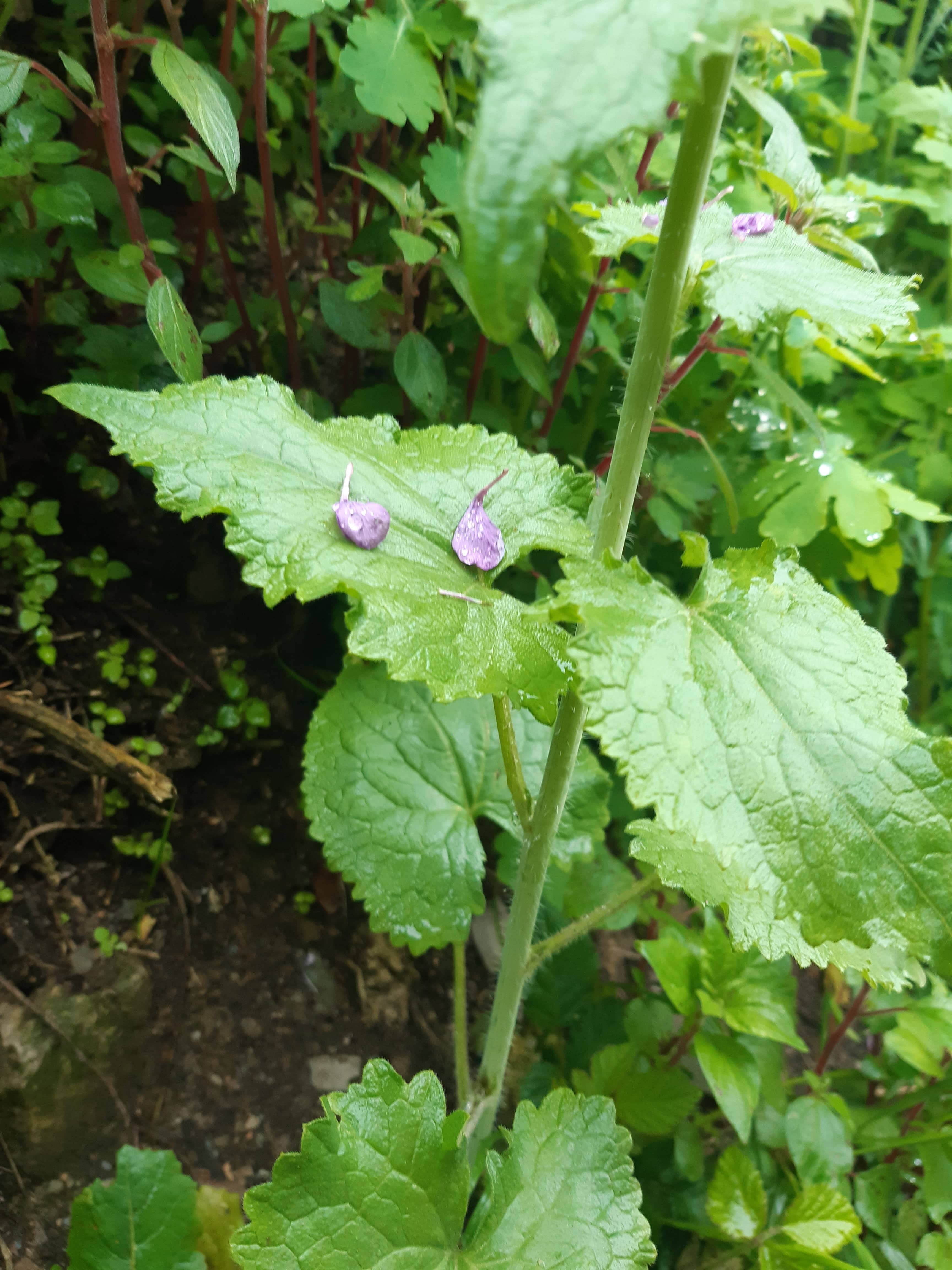 Feuilles de Lunnaria annua