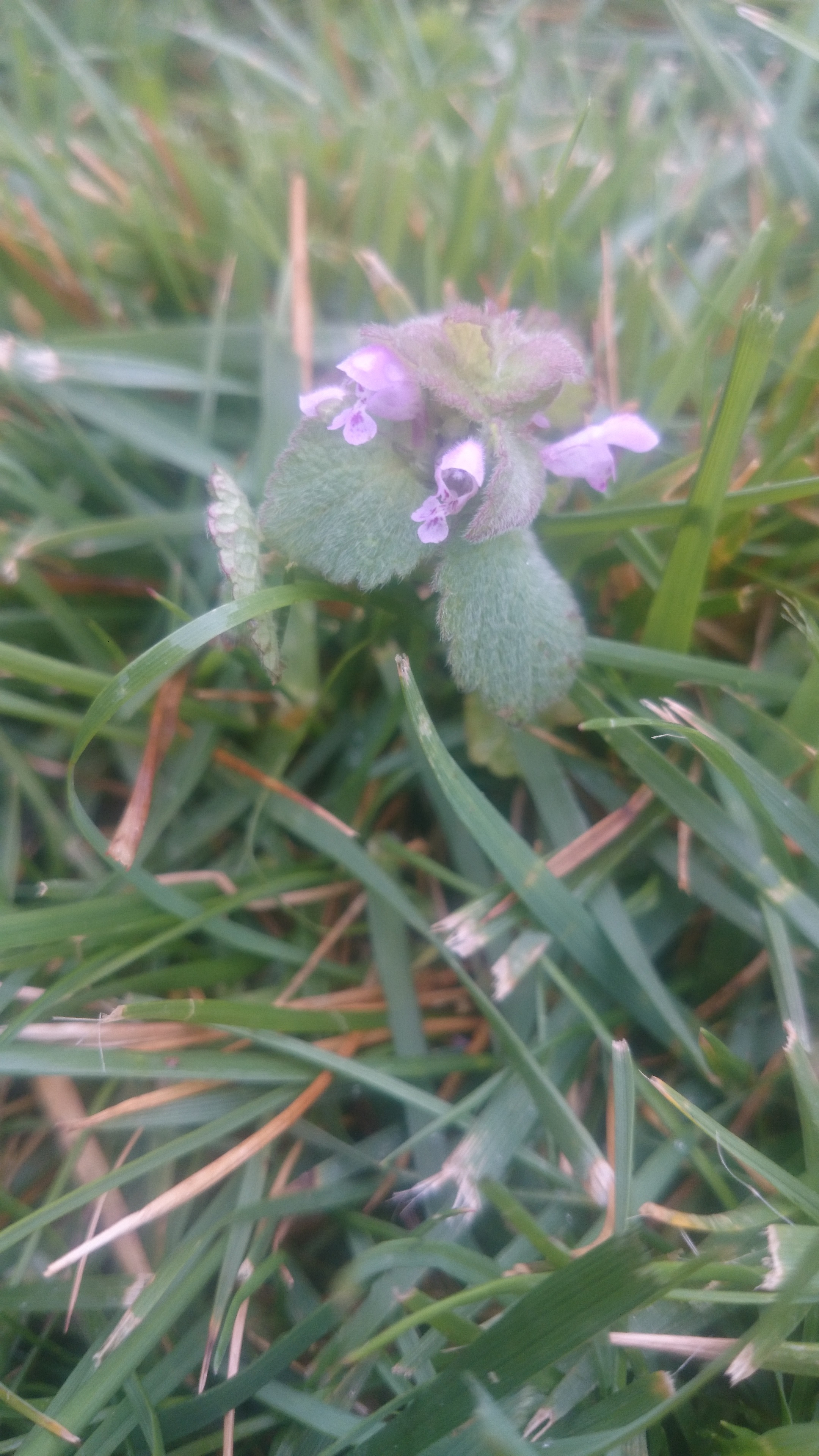 autre spécimen lamier pourpre