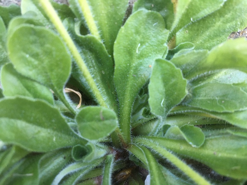 base de la paquerette