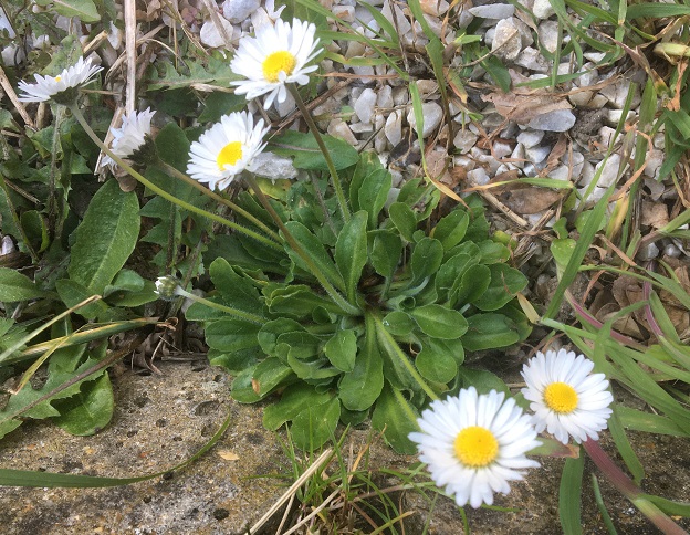 vue d'ensemble paquerette