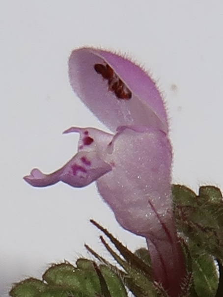 Fleur du lamier pourpre