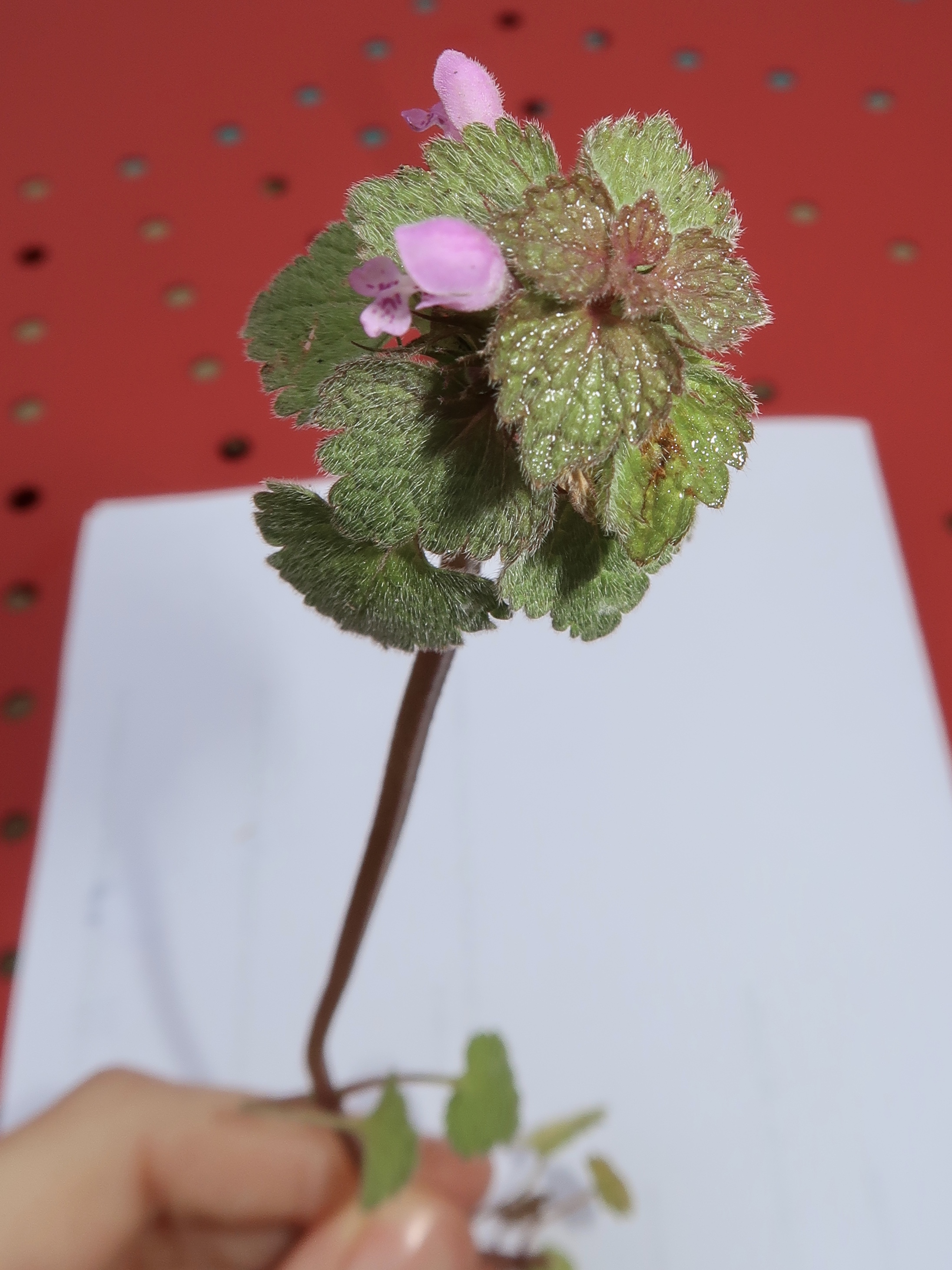 Vue d en haut du lamier pourpre