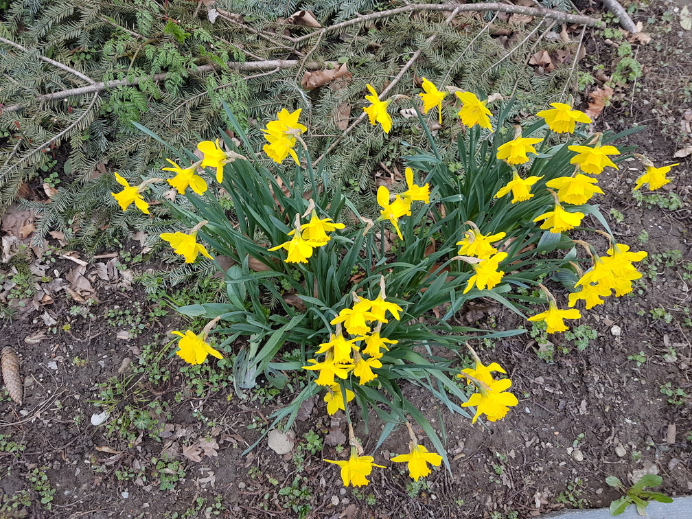 Jonquille vue générale