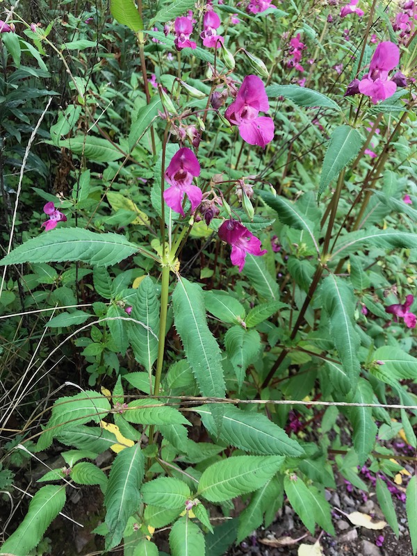 Bosquet de Balsamines de l'Himalaya