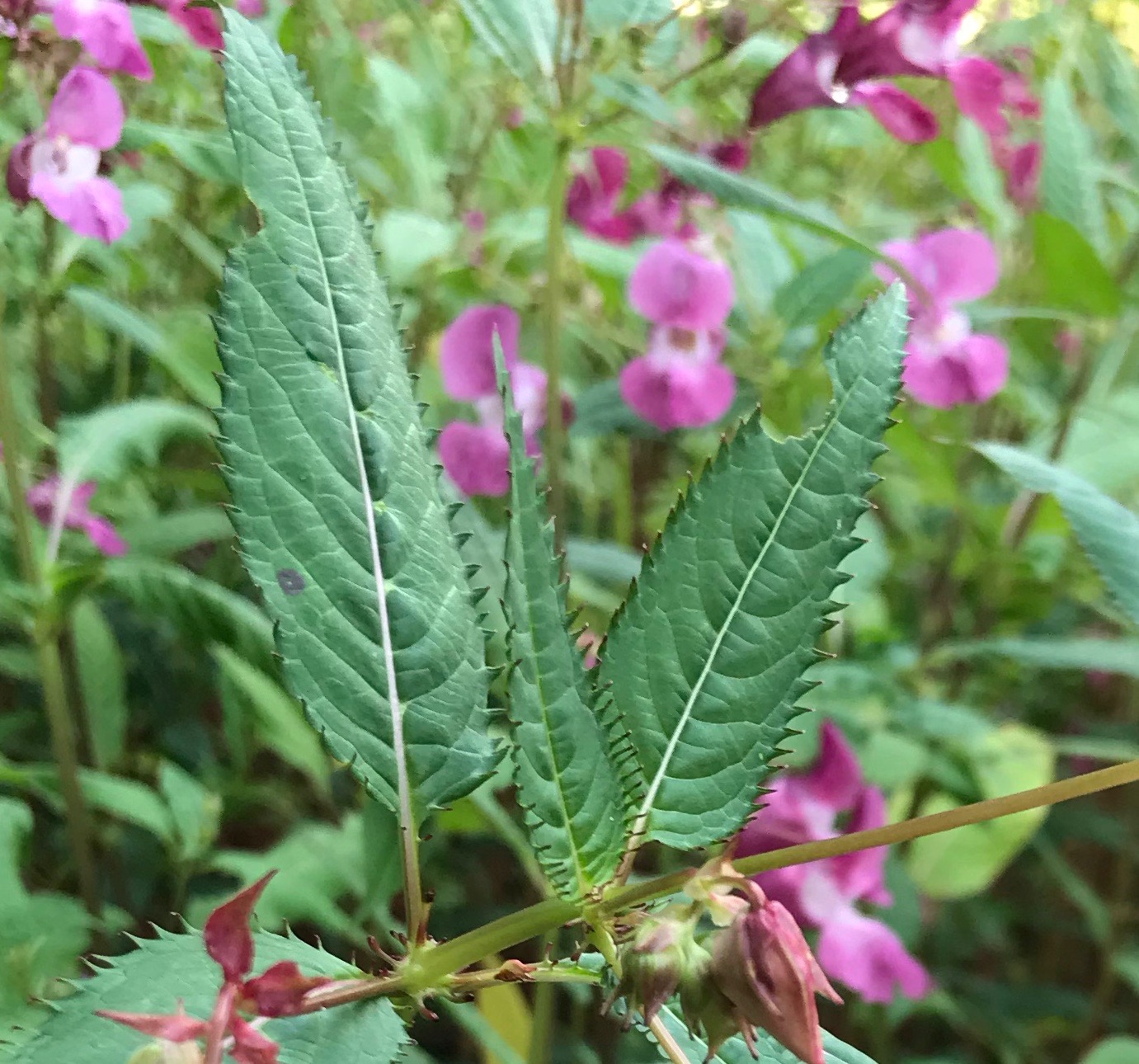 Détail des feuilles de la Balsamine de l'Himalaya