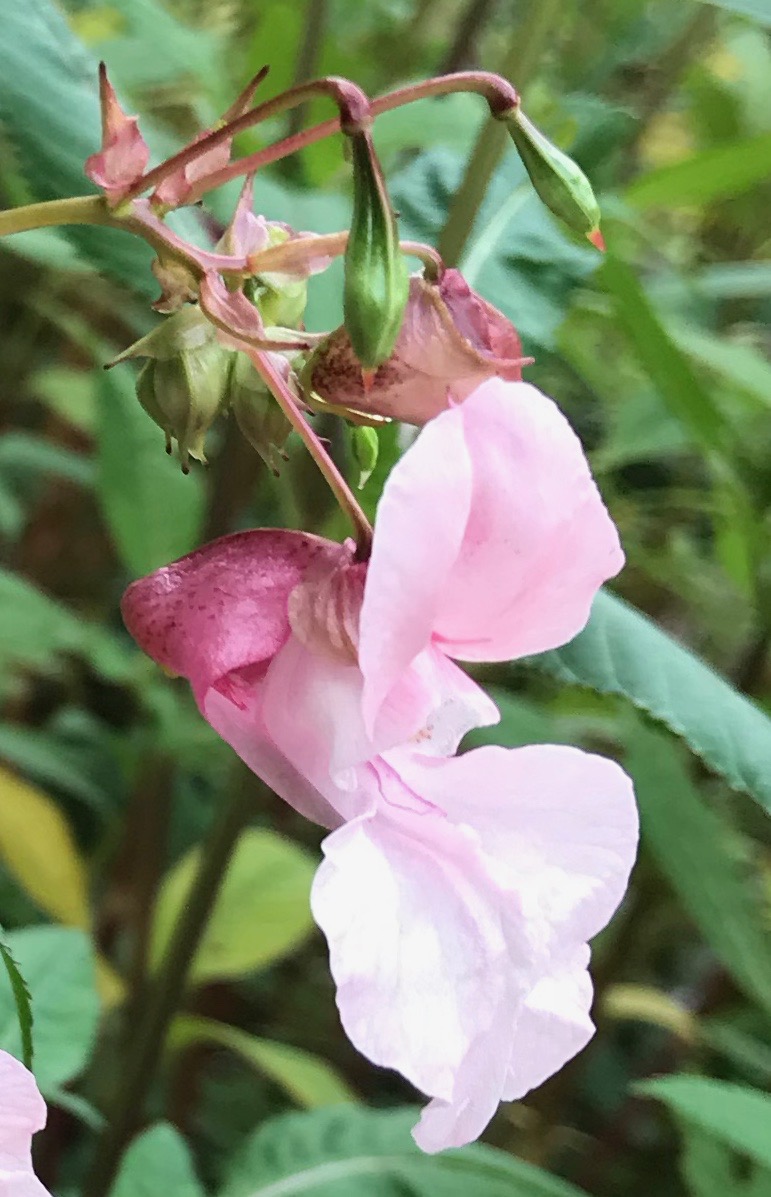 fleurs et fruits de Balsamine de l'Himalaya