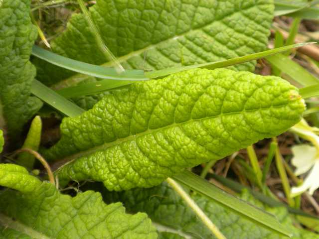 lieu : Plérin Côtes d'Armor