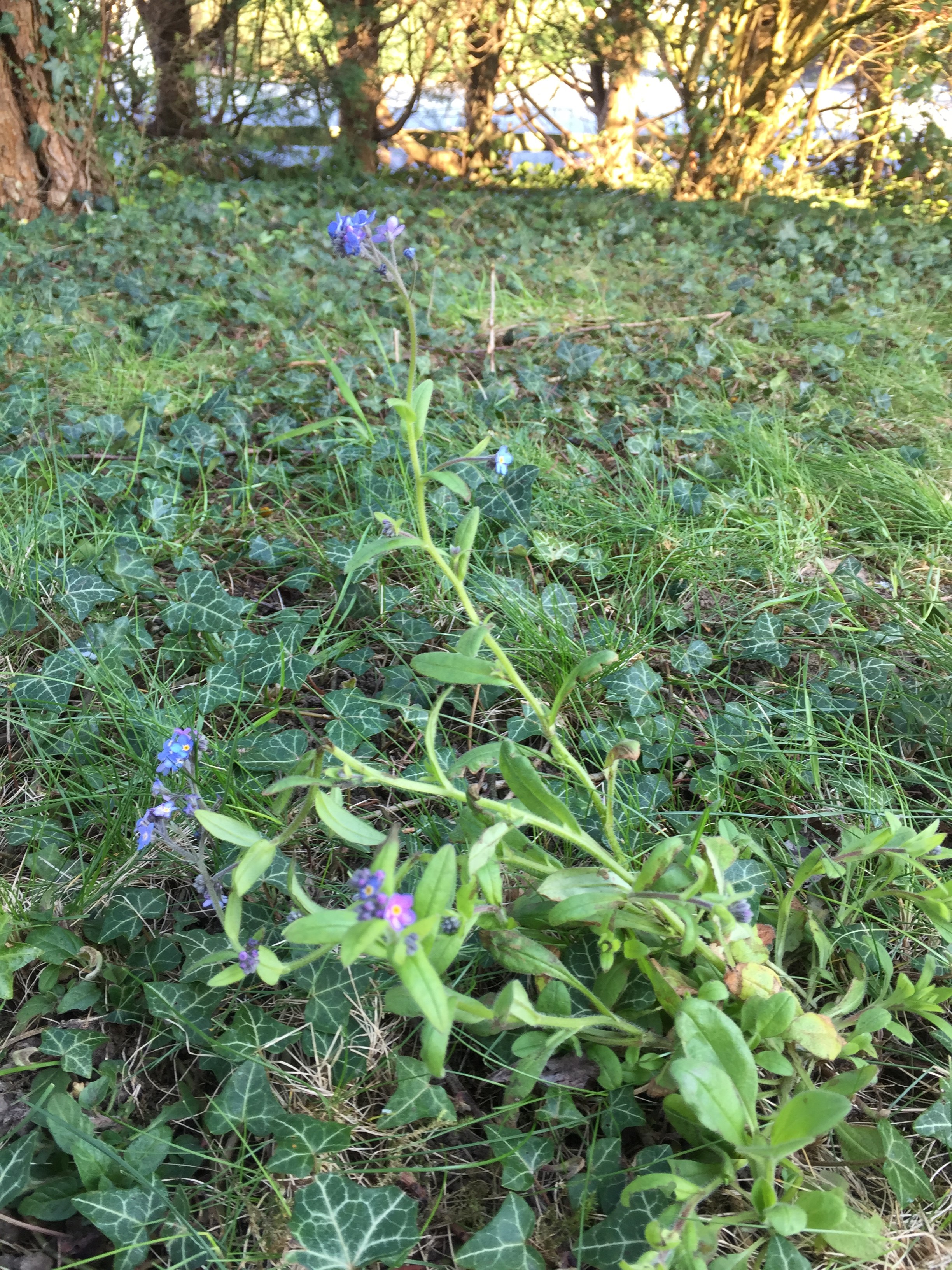 Veronica persica vue ensemble