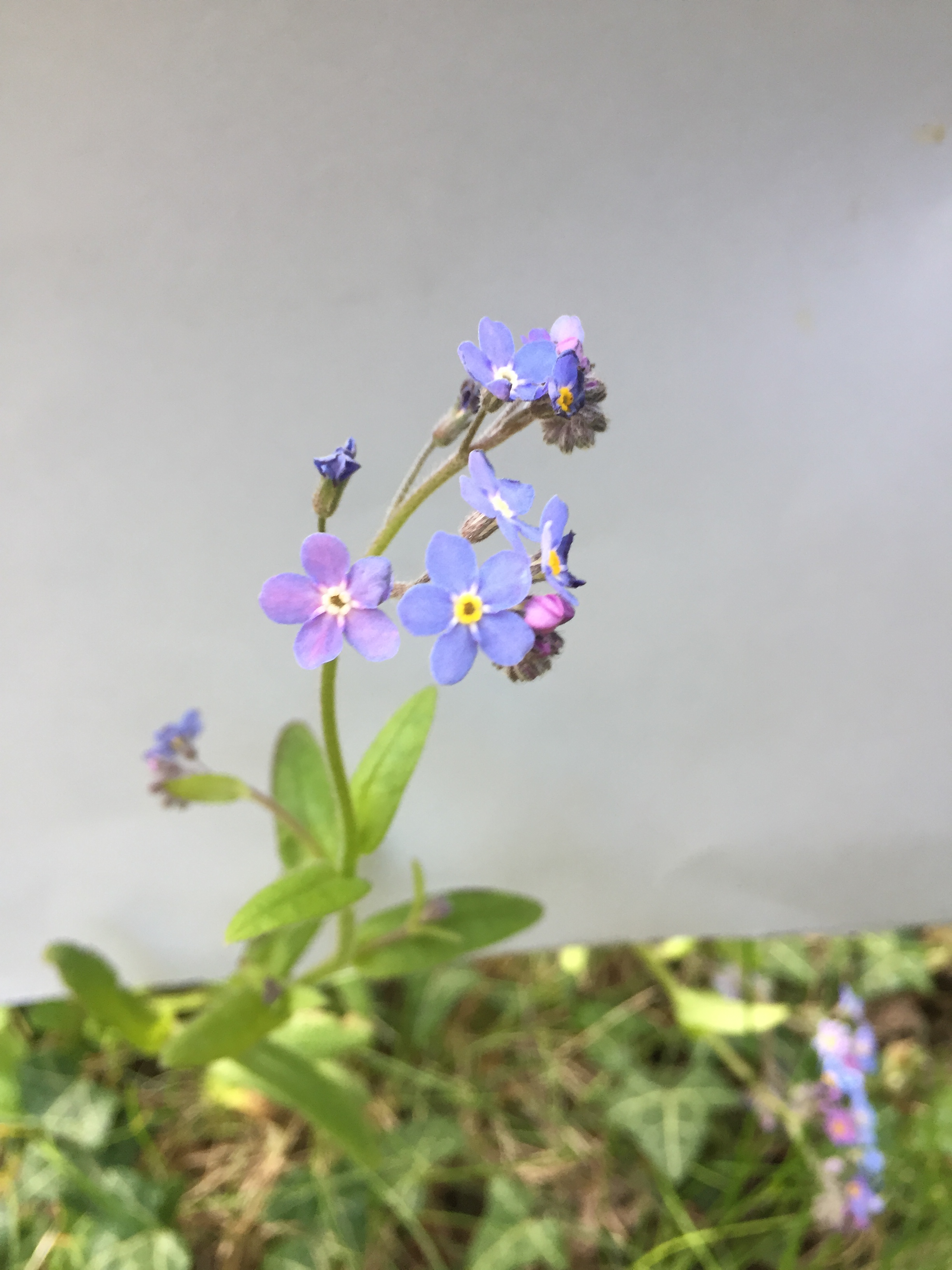Veronica persica vue fleurs