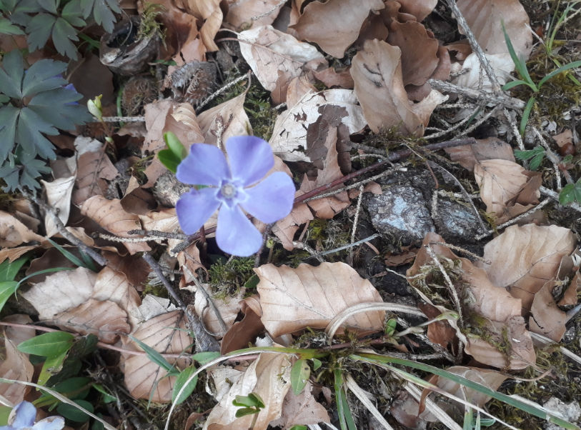 petite pervenche vue du haut