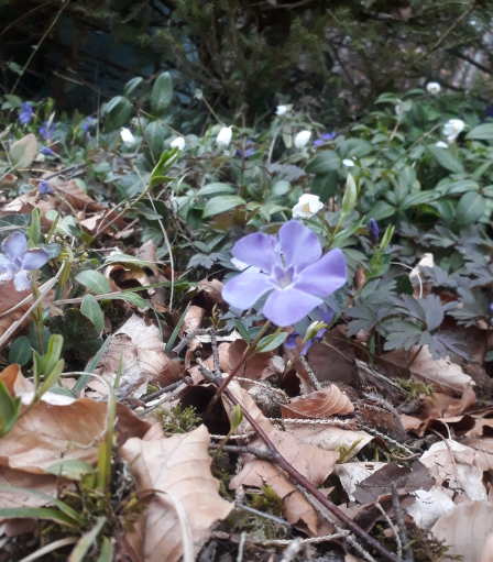 petite pervenche de face