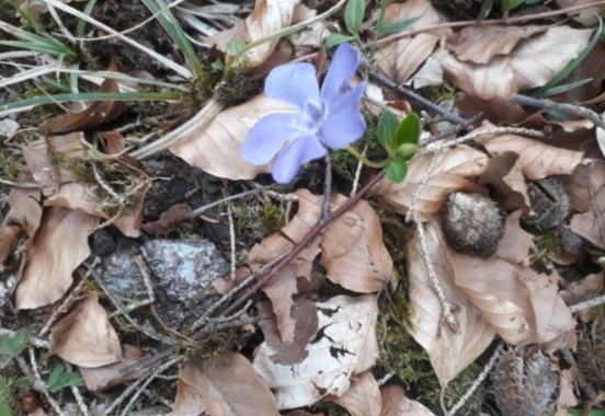 petite pervenche de profil