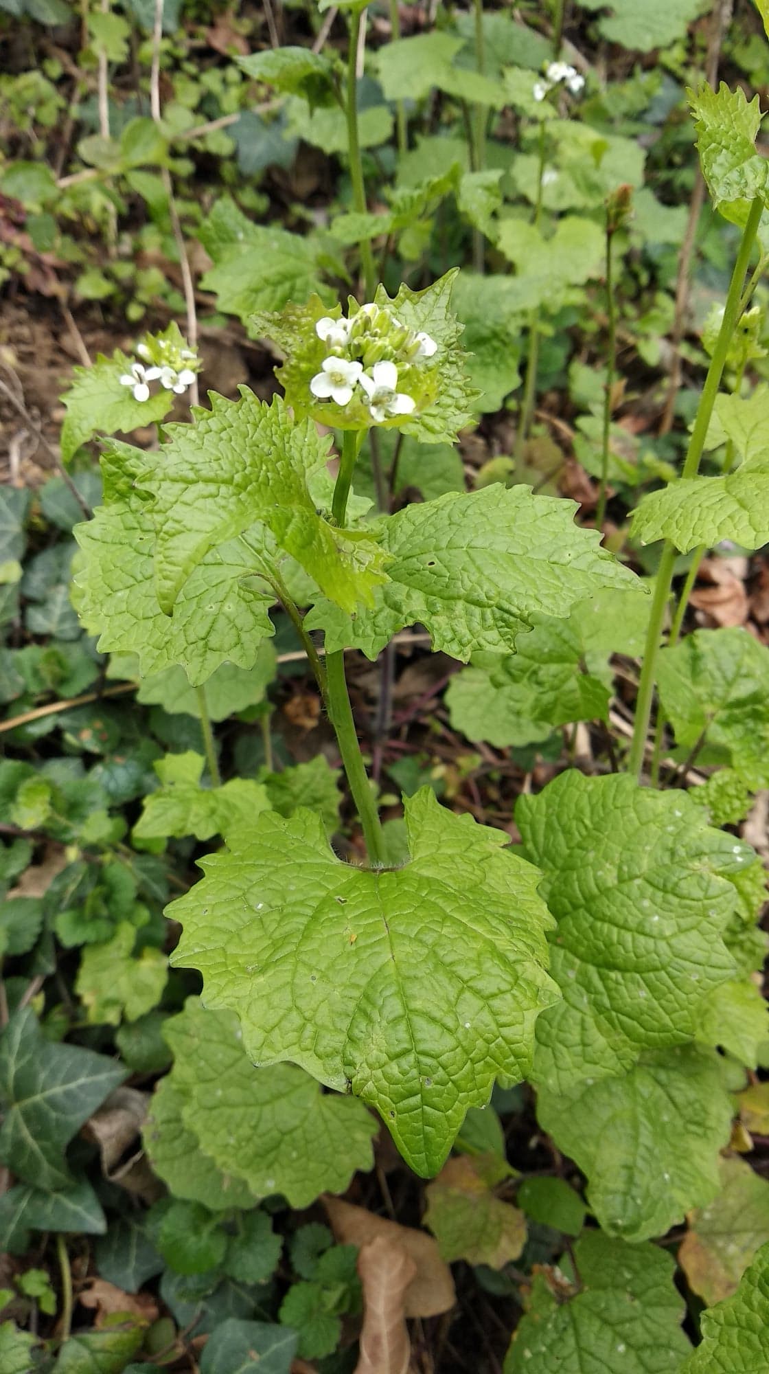 Alliaire - vue d'ensemble