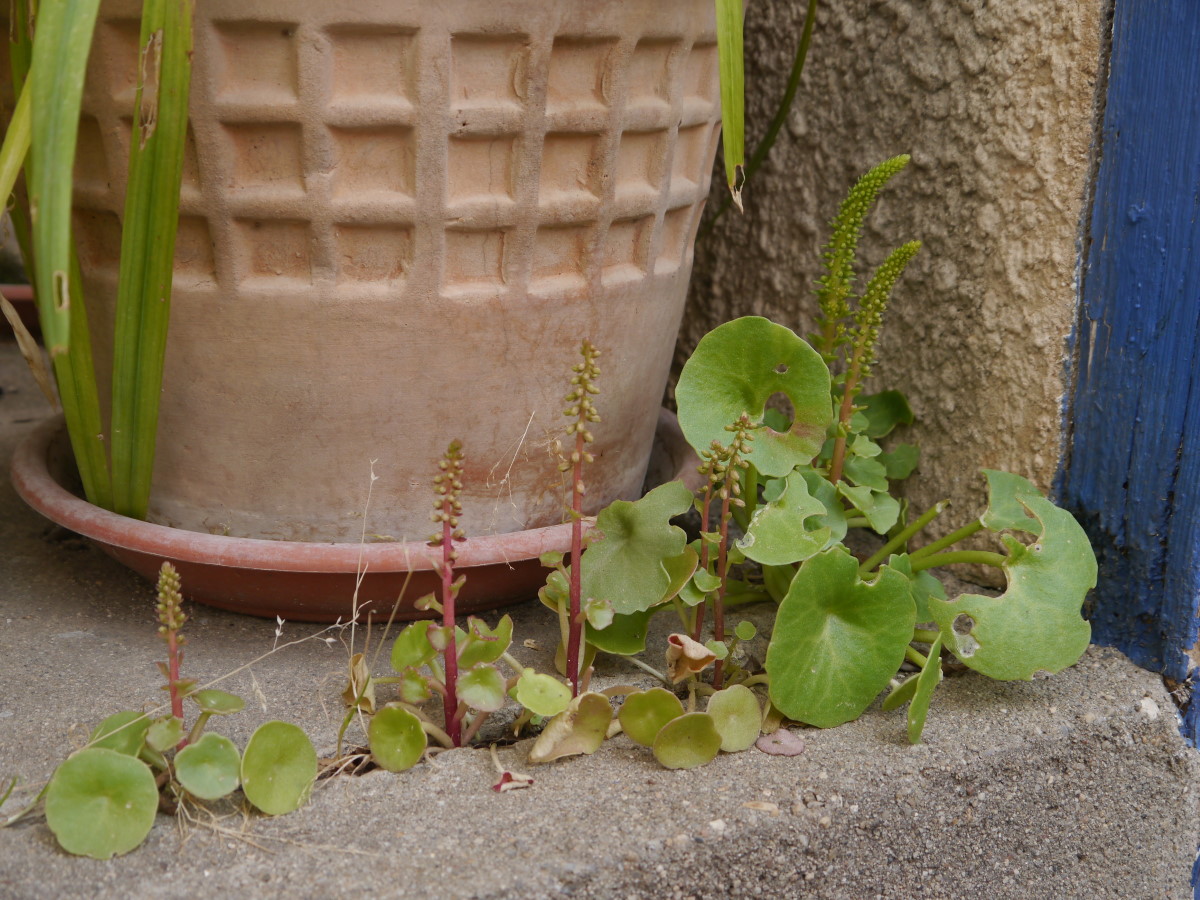 Nombril de Vénus (Umbilicus-rupestris) : photo de groupe