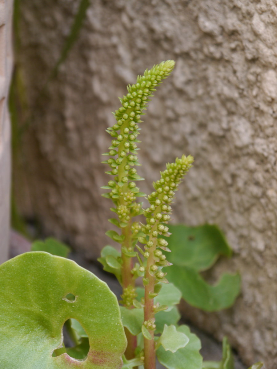 Nombril de Vénus (Umbilicus-rupestris) : inflorescence