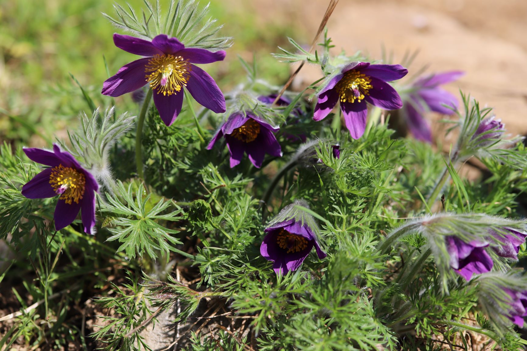 touffe d'anémone pulsatille en fleurs