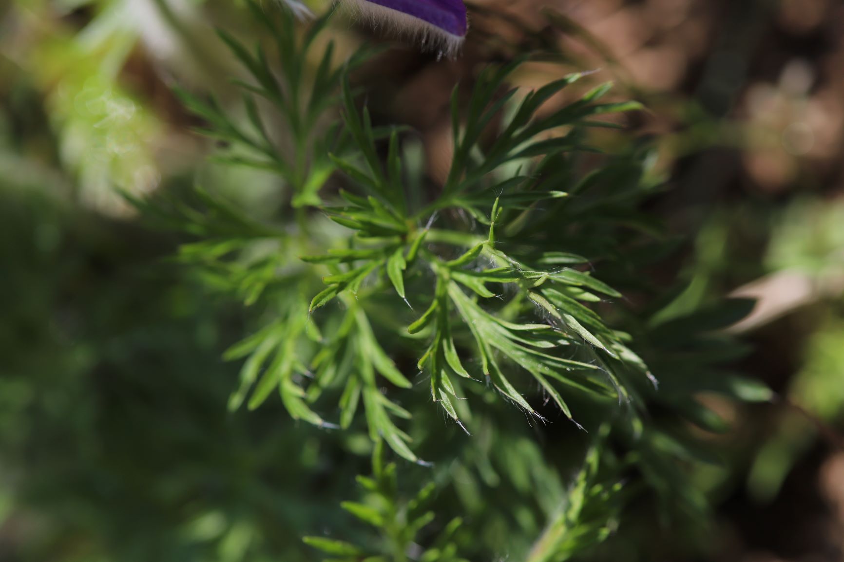 feuille velue de l'anémome pulsatile