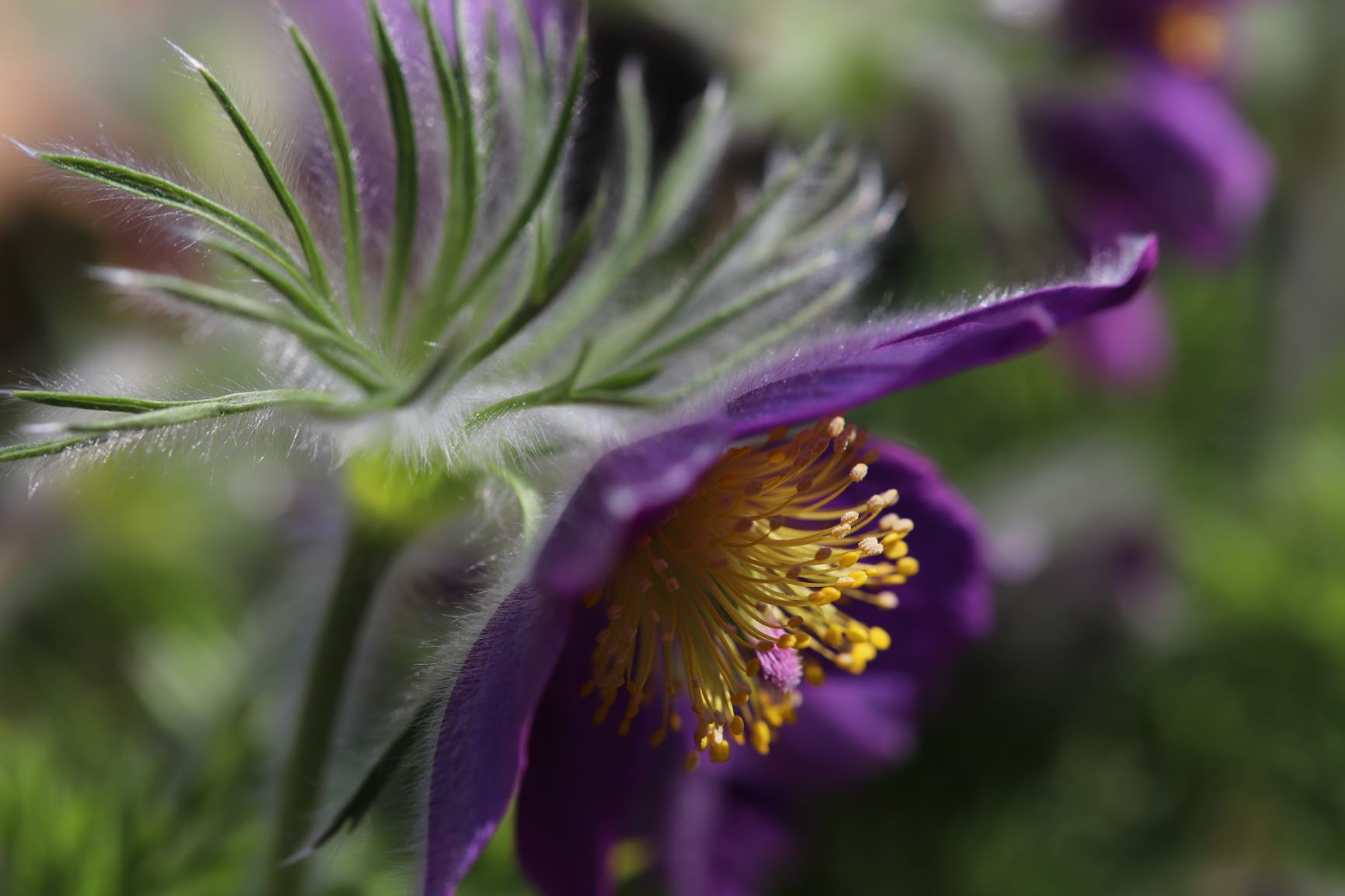 fleur violettte d'anémome pulsatile