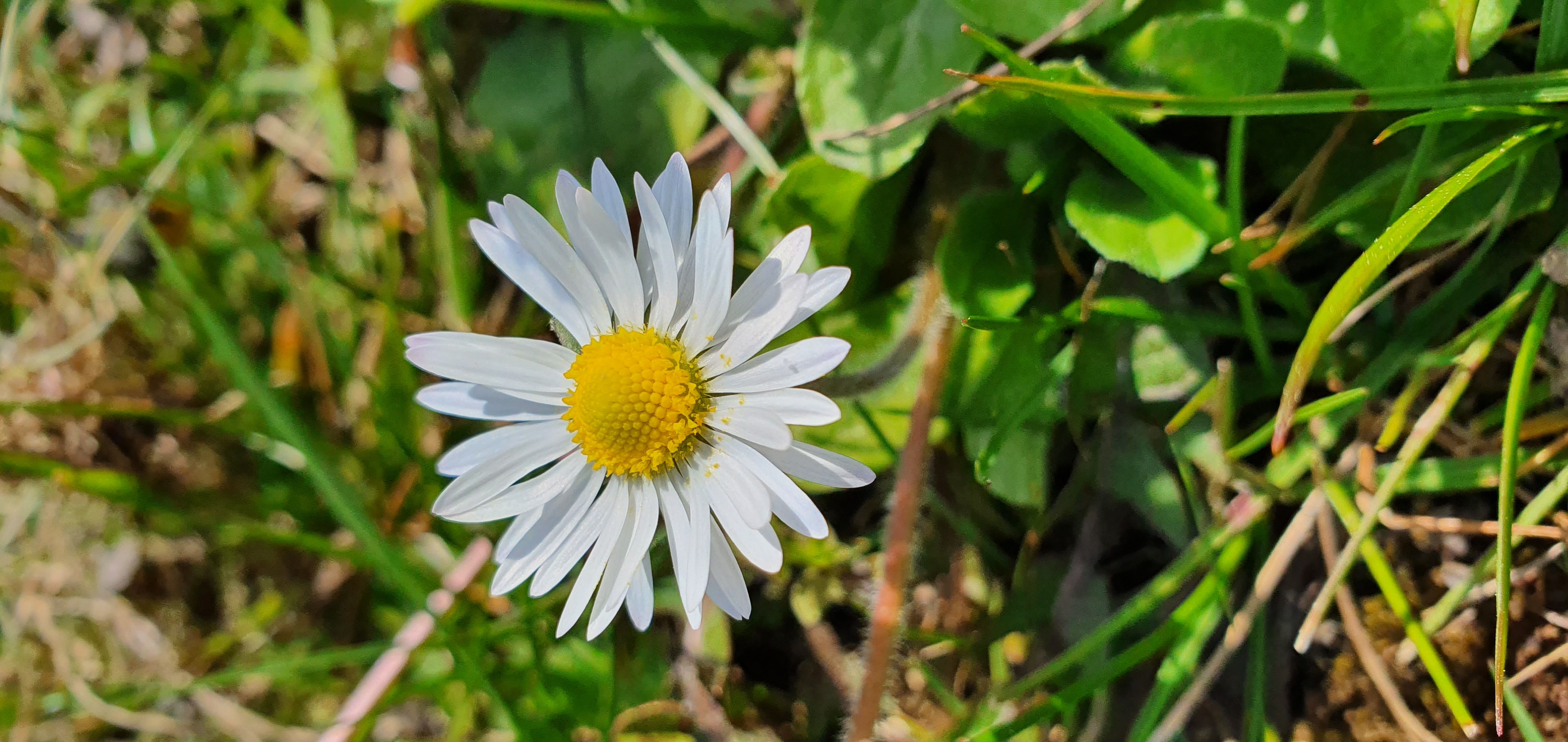Pâquerettes (générale)
