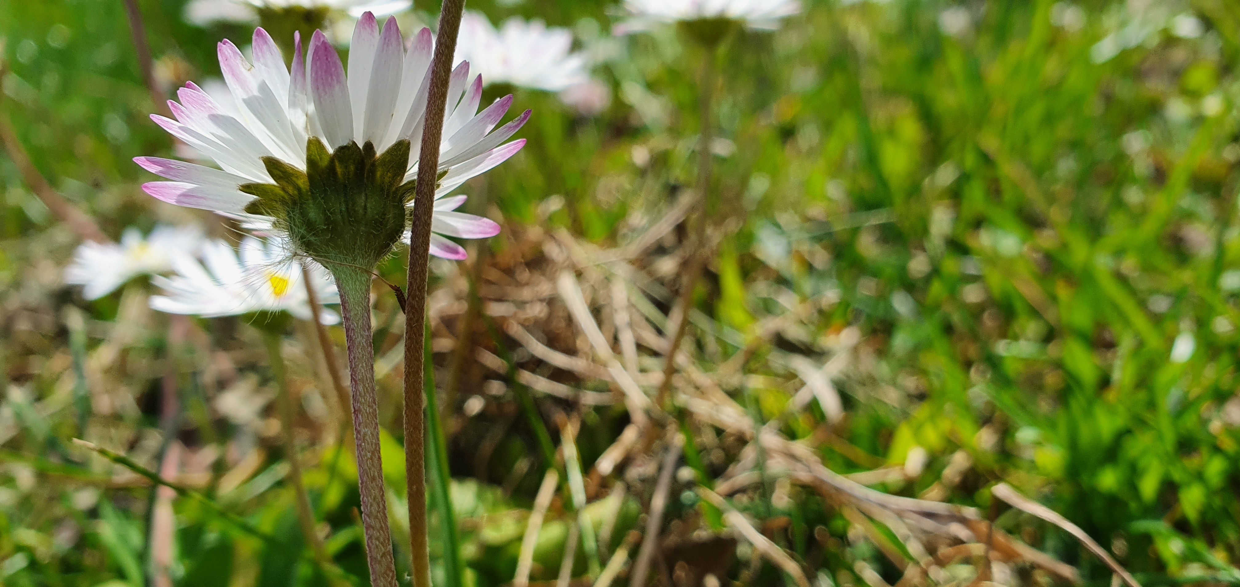 Pâquerettes (tige + dessous de la fleur)