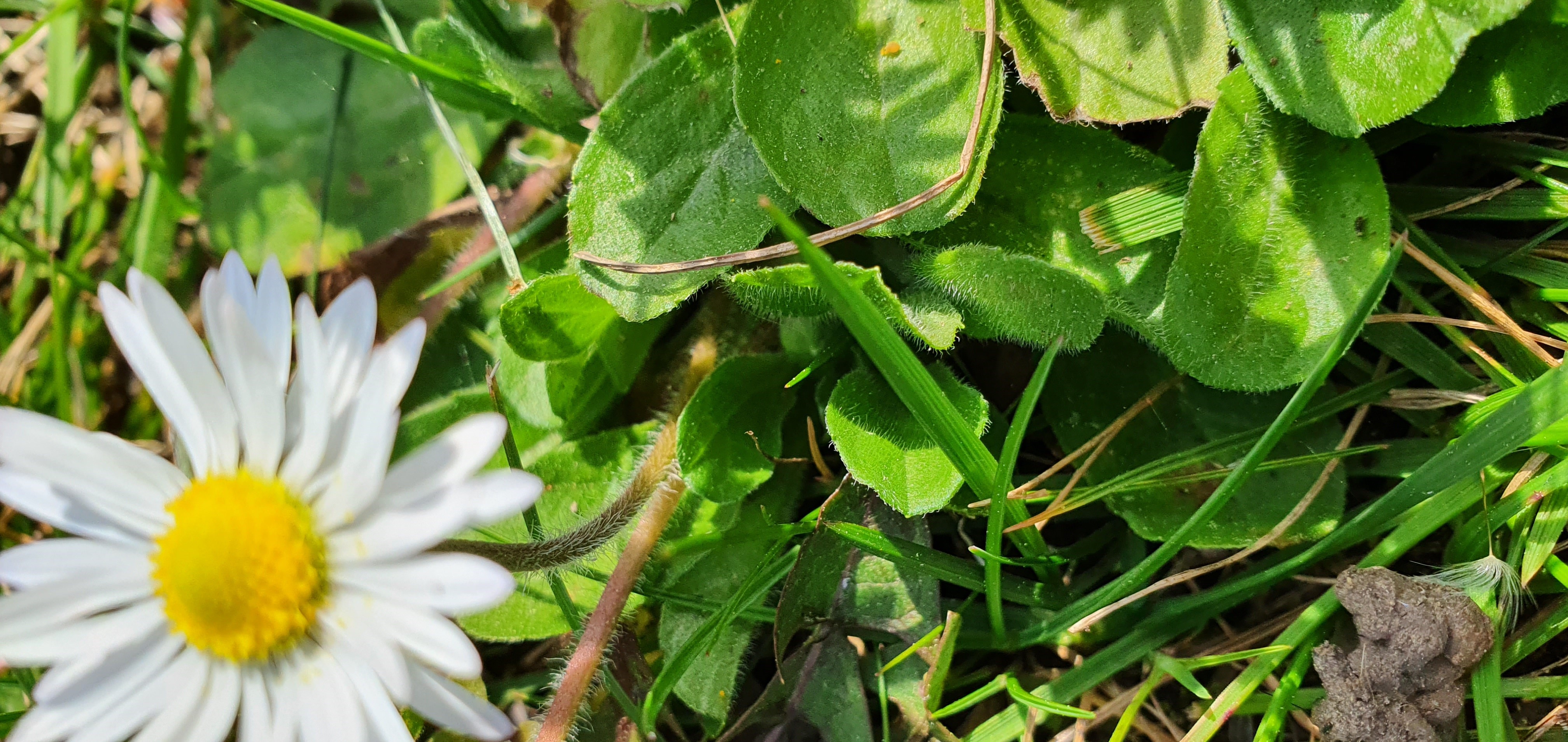 Pâquerettes (feuilles + tige)