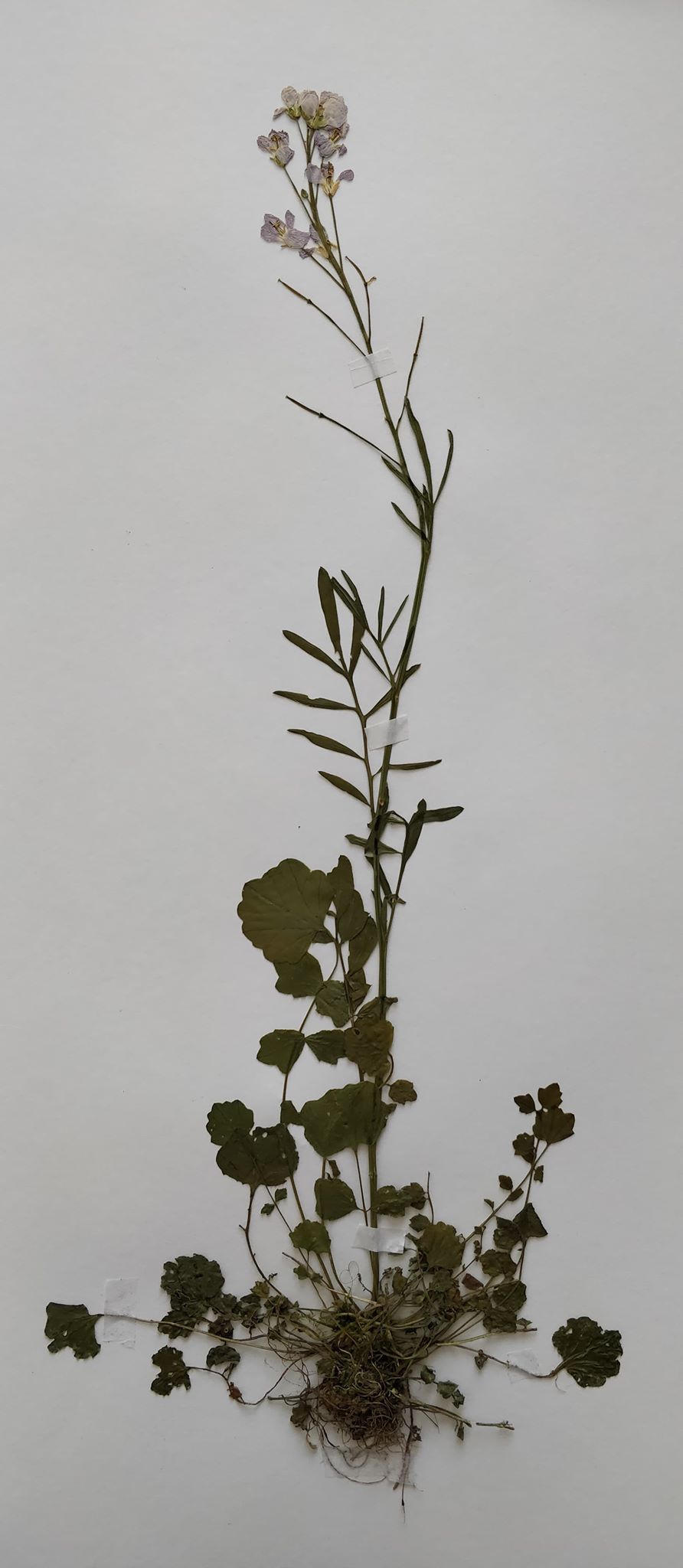 Cardamine des prés, vue globale - Photo par E.Briand