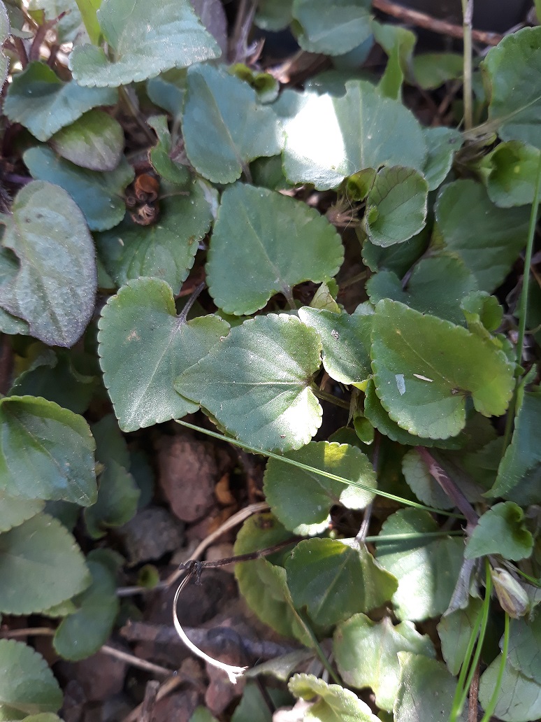 Détail de la feuille