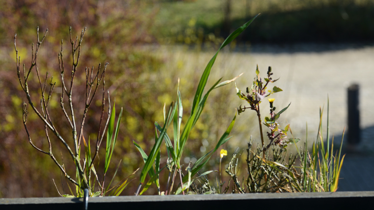 jardinière sur mon balcon