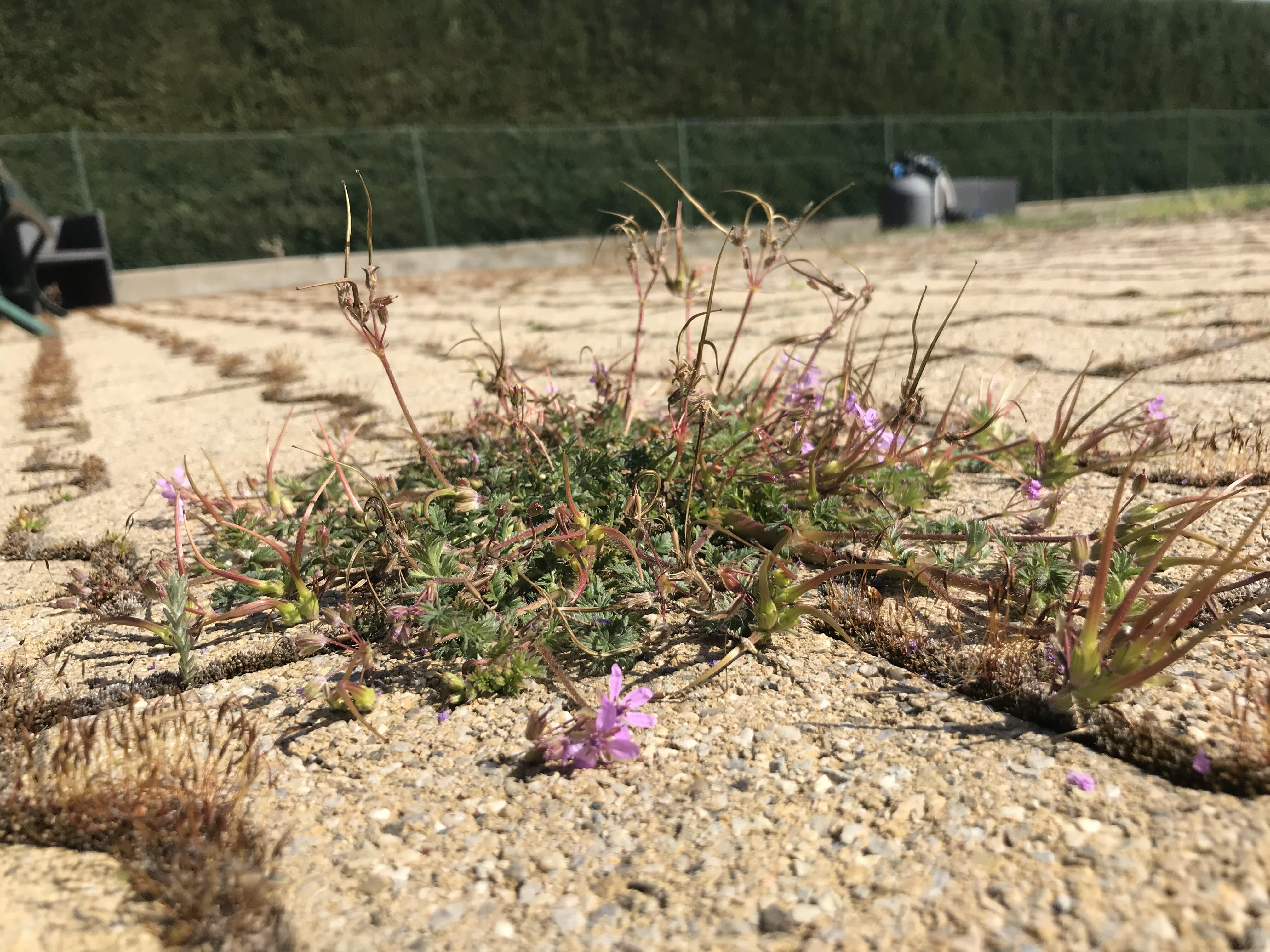 Vue globale prise en horizontal, de Erodium cicutarium (L.) L'Hér. dans mon jardin.