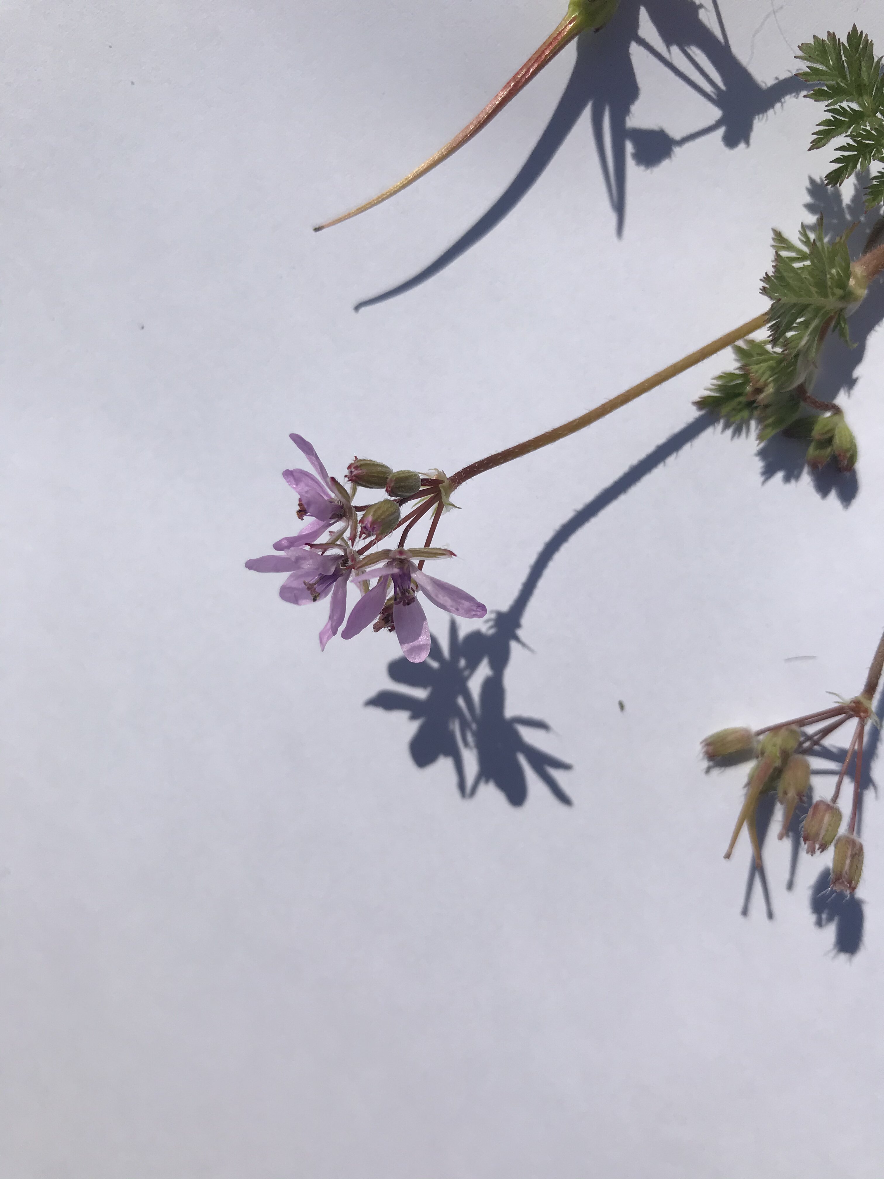 Vue horizontale d'une fleur de Erodium cicutarium (L.) L'Hér.