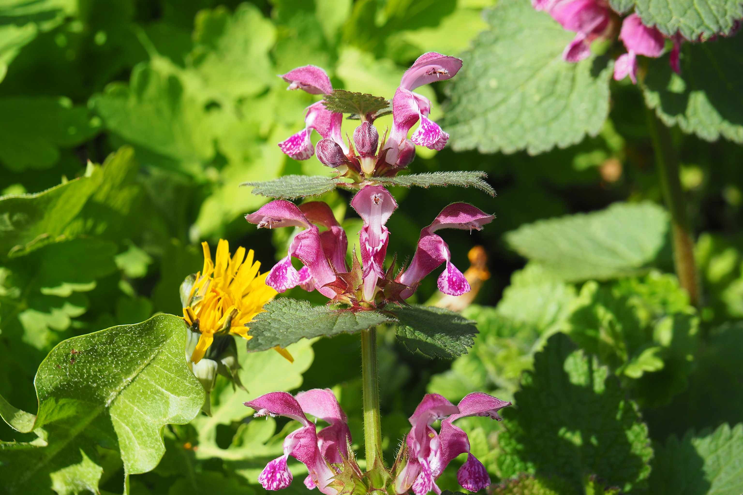 Feuilles similaires orties, fleur roses à bec d'oiseau