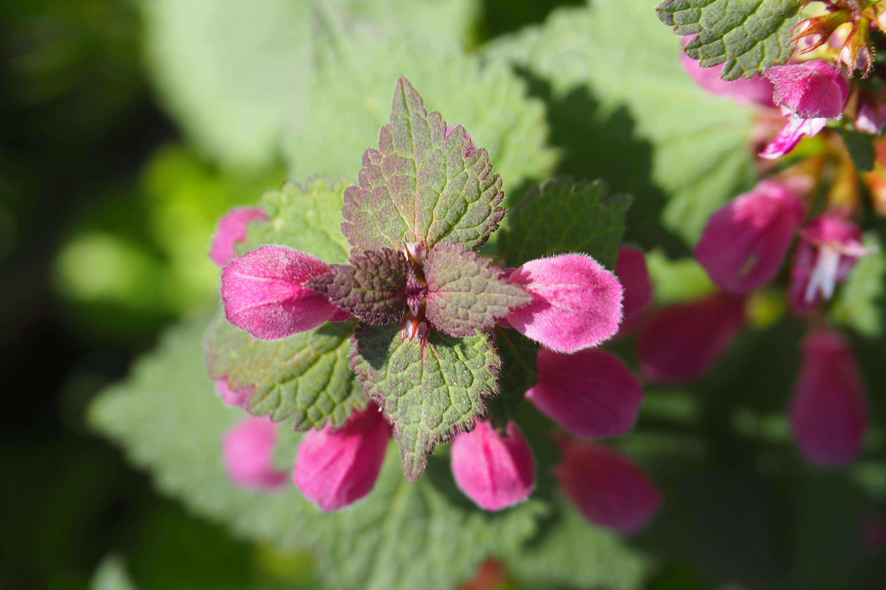 Feuilles similaires orties, fleur roses à bec d'oiseau